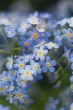 Close up of little blue flowers forget-me-not