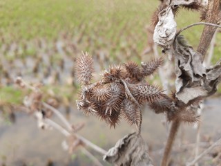Xanthium strumarium (rough cocklebur,clotbur, common cocklebur, large cocklebur, woolgarie bur) is a species of annual plants of the family asteraceae.This plant has many medicinal properties.