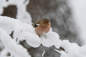 Common Chaffinch (Fringilla coelebs) sitting on a branch in nature.