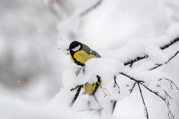 Close up of Great tit (Parus major) in nature