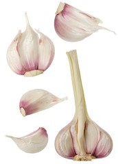 Whole garlic and slices isolated on white background