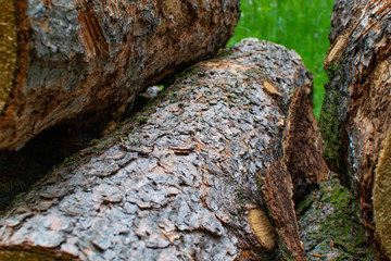 Fototapeta na wymiar Close-up of the brown tree bark of a tree trunk. Woodpile on a meadow with green grass in Zamecky Park, Hluboka nad Vltavou, Czech Republic