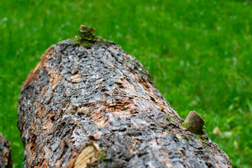 Close-up of the brown tree bark of a tree trunk. Woodpile on a meadow with green grass in Zamecky Park, Hluboka nad Vltavou, Czech Republic