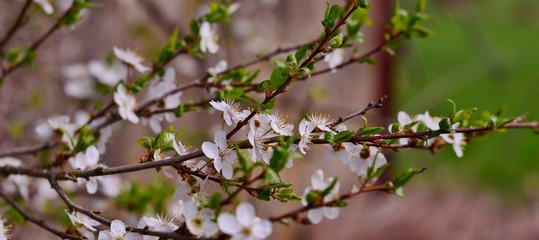 Obraz premium cherry blossom in spring