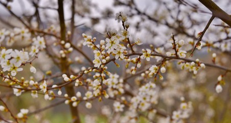 blooming cherry tree in spring, soft focus