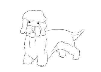 Dandie Dinmont Terrier. Vector outline stock illustration realistic lines silhouette logo, print,tattoo, coloring book.