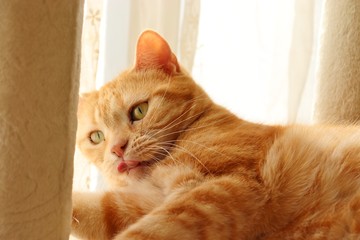 舌を丸める猫アメリカンショートヘアー