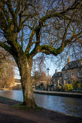 Fototapeta premium The green nature park with trees and plants of the sunny day and blue sky in London , England. 