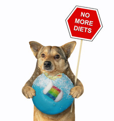 The beige dog is holding a blue bitten donut and a red sign. No more diets. White background. Isolated.