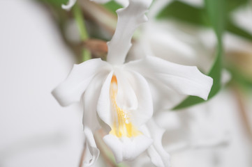Flowers of Coelogyne cristata orchid