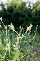 Ladybug sits on a blade of grass