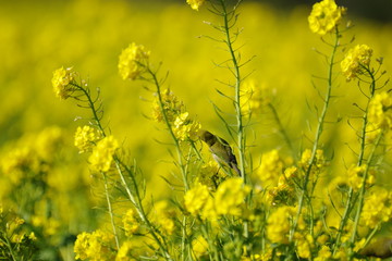 Obraz premium 菜の花と鳥