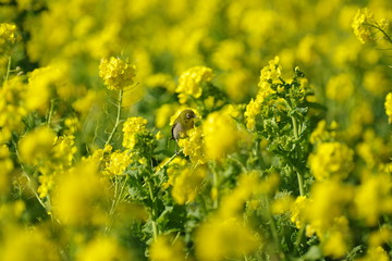 菜の花と鳥