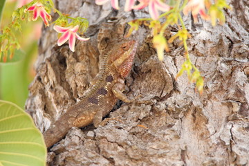  lizard in tree