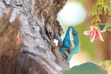  Blue lizard in tree