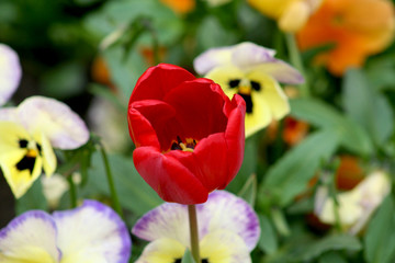 Fototapeta premium Red tulip with wild pansy in background