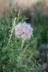 Dandelion on a field