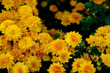 field of yellow flowers