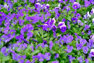 purple flowers in the garden
