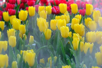 Obraz premium Beautiful nature of tulip flower at summer or spring seasonal landscape. Natural view of tulip flowers bloom in garden background