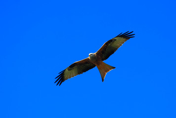 Vol d'un Milan royal, rapace