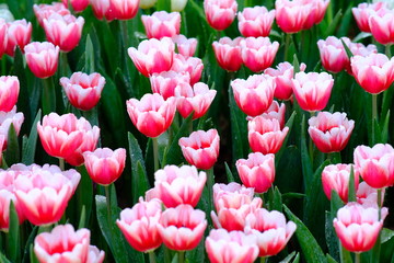 pink and red tulips