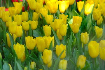 Obraz premium field of yellow tulips