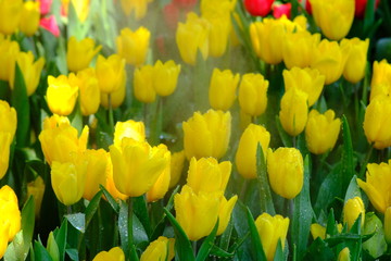Obraz premium field of yellow tulips