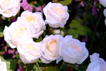 bouquet of pink roses