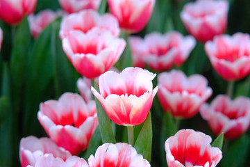 Close up nature view of beautiful tulips blooming in garden background