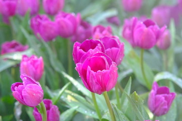 Obraz na płótnie Canvas pink tulips in the garden