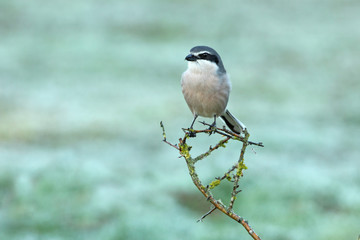 Fototapeta premium Southern grey shrike with the first lights of the day, birds, Lanius meridionalis