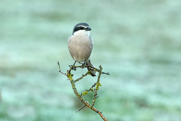 Southern grey shrike with the first lights of dawn, birds, Lanius meridionalis