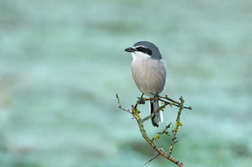 Southern grey shrike with the first lights of the day in their usual branches, birds, shrike, , Lanius meridionalis
