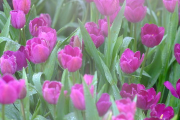 Obraz premium pink tulips in the garden