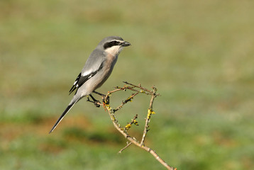 Obraz premium Southern grey shrike with the first lights of the day in their usual branches, birds, shrike, , Lanius meridionalis