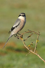 Southern grey shrike with the first lights of the day, birds, Lanius meridionalis