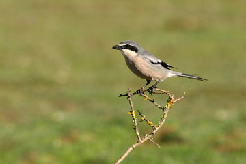 Southern grey shrike with the first lights of the day in their usual branches, birds, shrike, , Lanius meridionalis