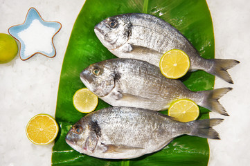 Dorado fish on ice