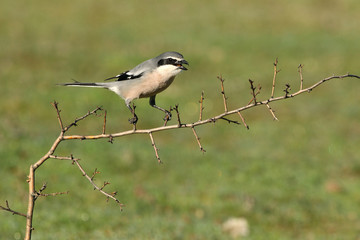 Southern grey shrike with the first lights of dawn, birds, Lanius meridionalis
