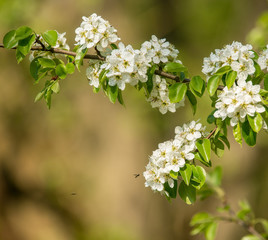 white blossoms on pear tree in spring, insect flying around