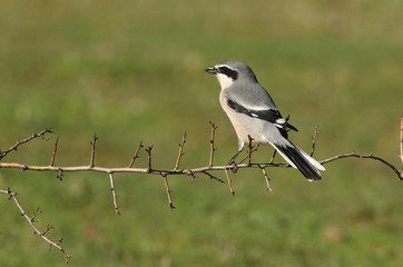 Southern grey shrike with the first lights of dawn, birds, Lanius meridionalis