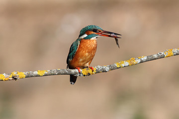 Adult female of Common kingfisher with the last lights of the afternoon fishing, birds, Alcedo atthis