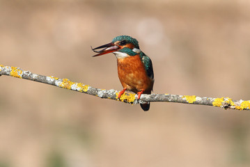 Adult female of Common kingfisher with the last lights of the afternoon fishing, birds, Alcedo atthis