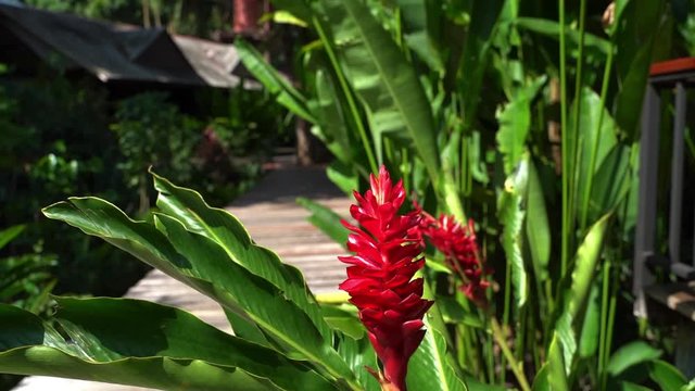 Pull back shot of a tropical Red Ginger flower next to a board pathway that leads to bungalows in a tropical village in Thailand