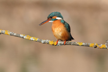 Adult female of Common kingfisher with the last lights of the sunset, birds, Alcedo atthis