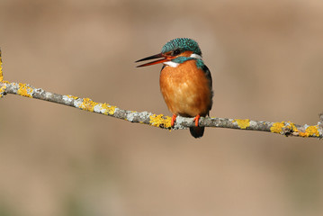 Adult female of Common kingfisher with the last lights of the sunset, birds, Alcedo atthis