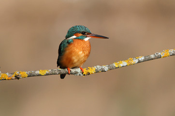 Adult female of Common kingfisher with the last lights of the afternoon, birds, Alcedo atthis