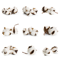 Set of several flowers of cotton isolated on a white background