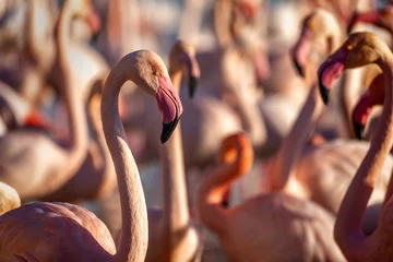 Foto op Canvas Flamingoportret voor de troep bij zonsondergang. De flamingo houdt zijn kop omhoog. © Nicolas Faramaz